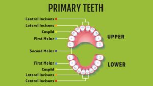 primary teeth schemas