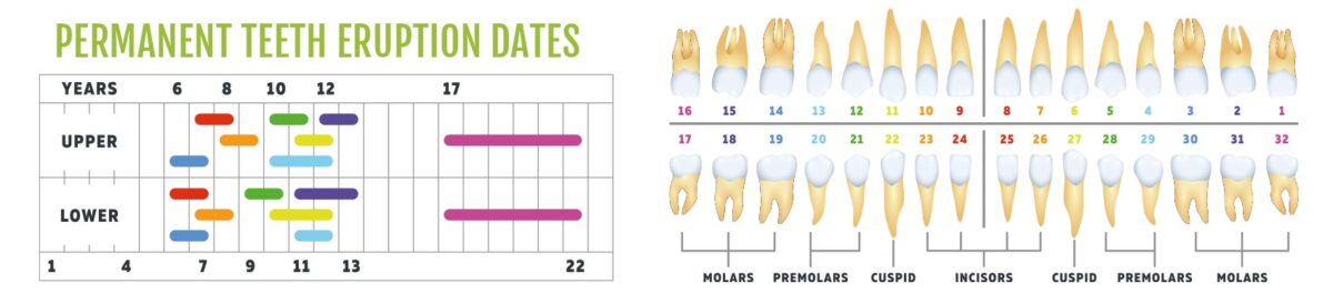 At What Age Do Teeth Come In And Fall Out Clinique Dentaire Charles   Permanent Teeth Ereuption Date 1200x274 