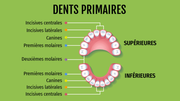 schéma des dents primaires