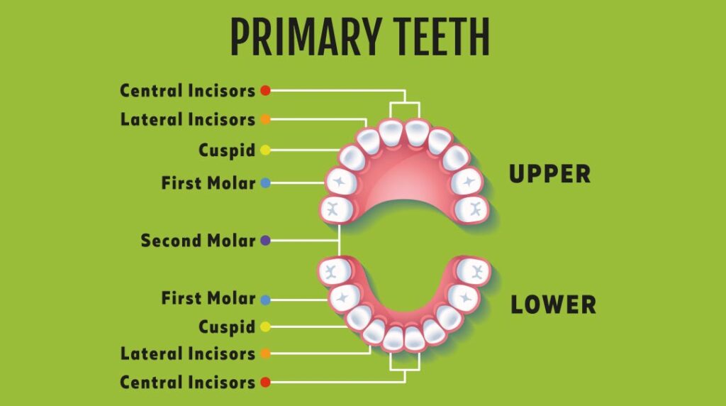 At What Age Do Teeth Come In And Fall Out 