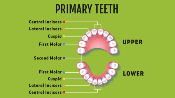 primary teeth schema